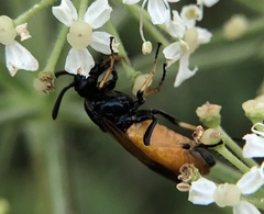Arge melanochra