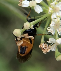 Arge melanochra