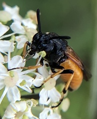 Arge melanochra