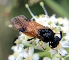 Arge melanochra