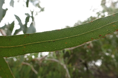 Eucalyptus viminalis cygnetensis