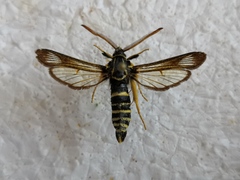 Paranthrene insolita