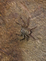 Selenops mexicanus