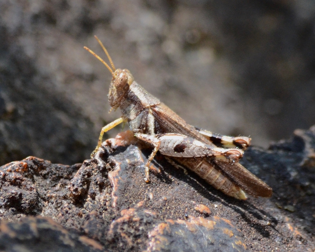 Omalotettix chapadensis