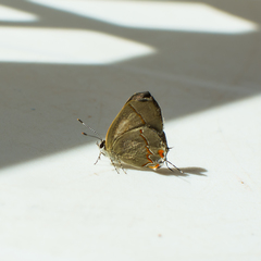 Arzecla tucumanensis