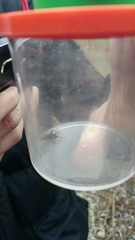 Melanogryllus desertus