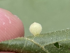 Caryomyia hirtidolium