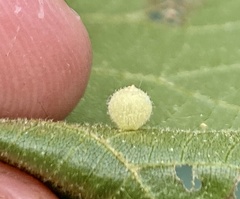 Caryomyia hirtidolium