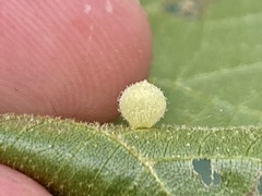 Caryomyia hirtidolium