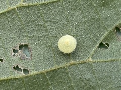 Caryomyia hirtidolium