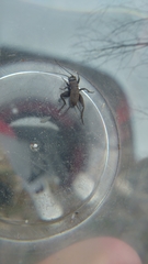 Melanogryllus desertus