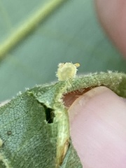 Caryomyia hirtidolium