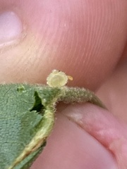 Caryomyia hirtidolium