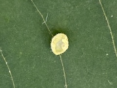 Caryomyia hirtidolium