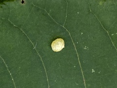 Caryomyia hirtidolium