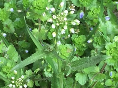 Capsella bursa-pastoris