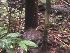 Dendrobates tinctorius