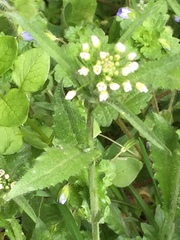 Capsella bursa-pastoris