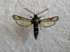 Paranthrene insolita