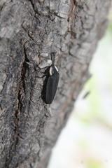 Photinus sturmii