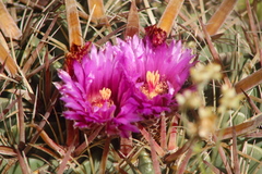 Ferocactus latispinus
