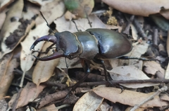 Lucanus tetraodon