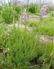 Selago villicaulis