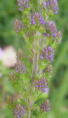 Selago villicaulis