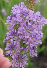 Selago villicaulis