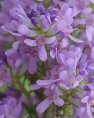 Selago villicaulis