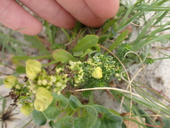 Aceria galiobia
