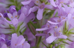 Selago villicaulis