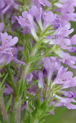 Selago villicaulis