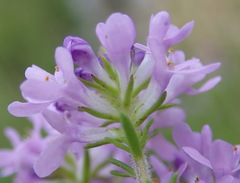 Selago villicaulis