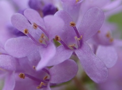 Selago villicaulis