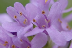 Selago villicaulis