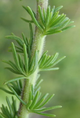 Selago villicaulis