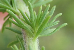 Selago villicaulis