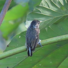 Picumnus albosquamatus