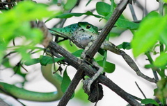 Spotted Bush Snake
