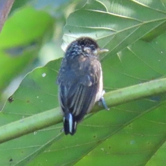 Picumnus albosquamatus