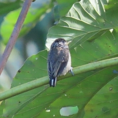 Picumnus albosquamatus