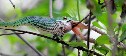 Spotted Bush Snake