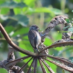 Picumnus albosquamatus