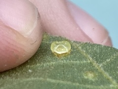 Caryomyia melicrustum