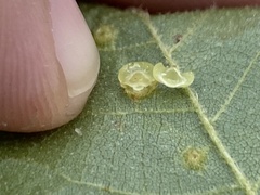 Caryomyia melicrustum