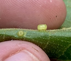 Caryomyia melicrustum