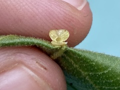 Caryomyia melicrustum