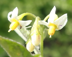 Solanum retroflexum