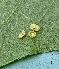 Caryomyia melicrustum
